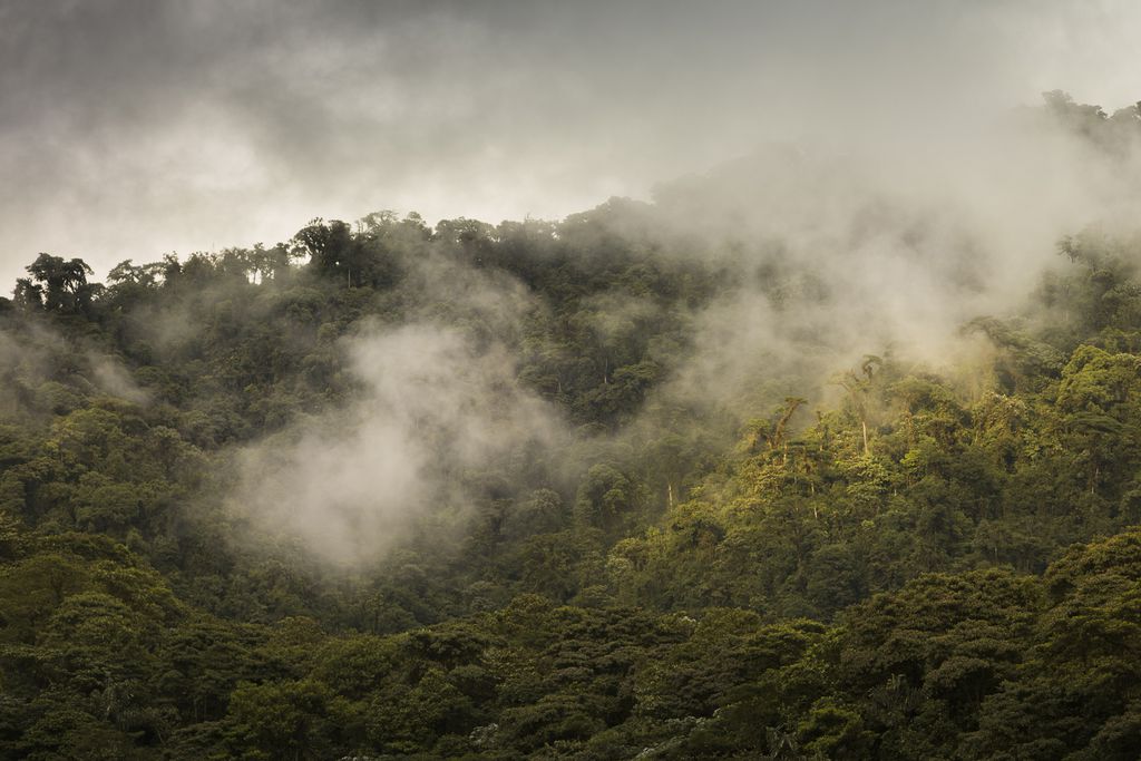 Nebelwald in Ecuador