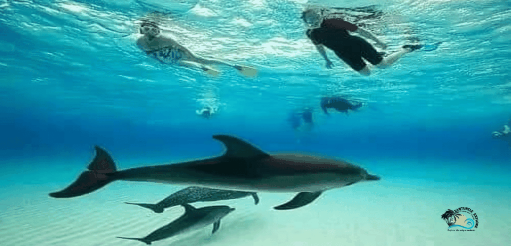 Von Nungwi: Delfinbeobachtung und Schnorcheln auf Mnemba Island