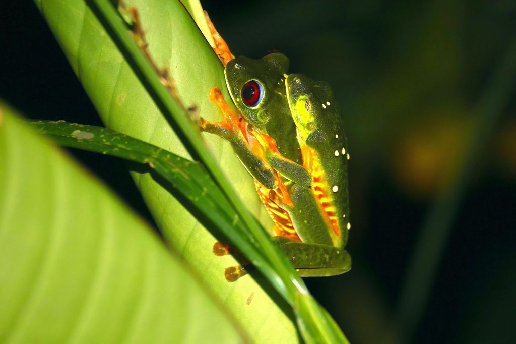 Manuel Antonio: Nachtwanderung