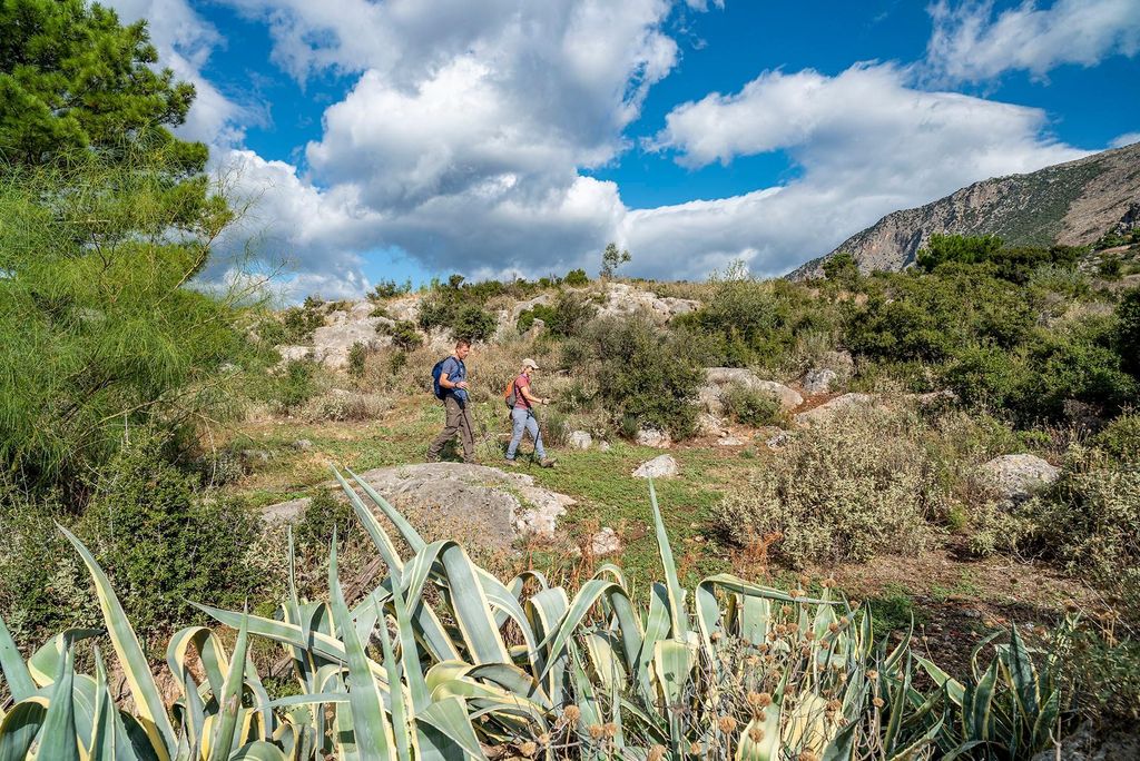 Delphi: Wanderung im Olivenhain & Leckereien mit lokalen Produkten