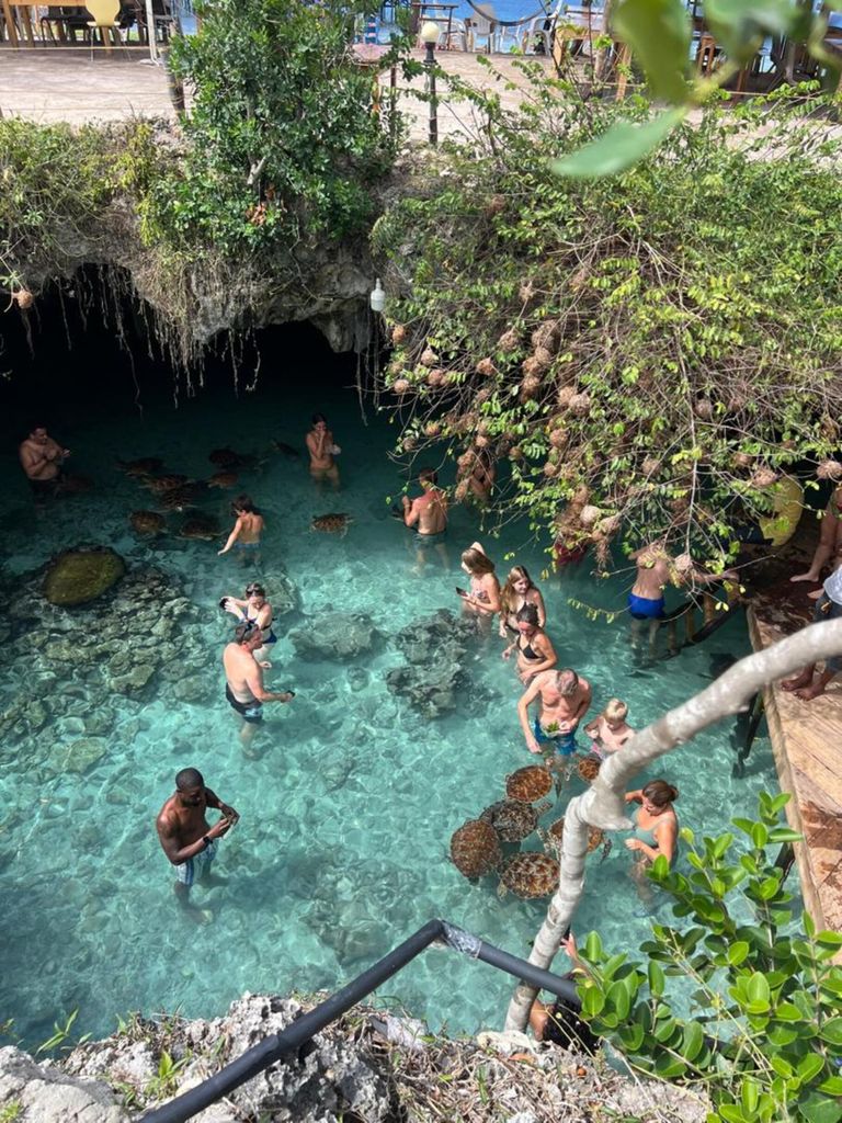 Sansibar: Jozani-Wald & Meeresschildkröten-Reservat