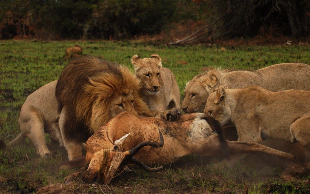 Schotia Safaris Private Reserve: Port Elizabeth