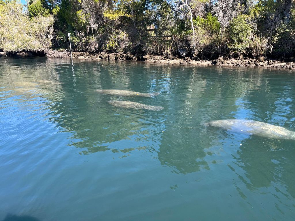 Crystal River: Manatee Eco-Tour Bootsfahrt