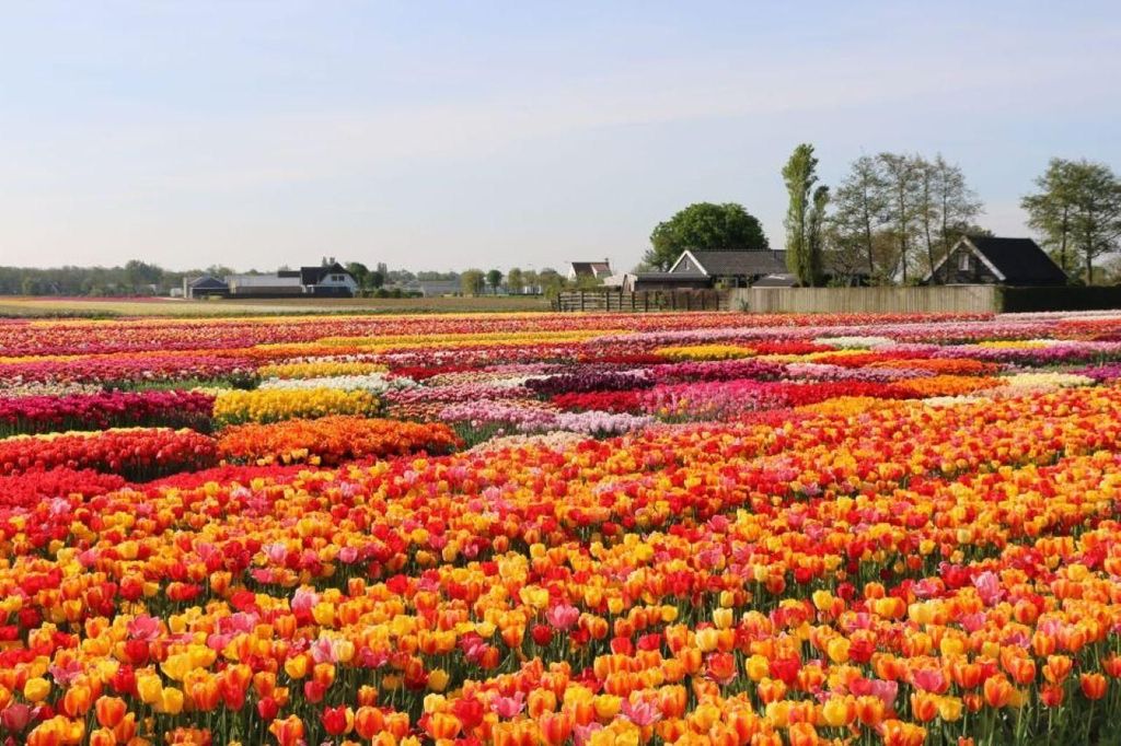 Amsterdam: Private Tour Tulpen, Keukenhof, Windmühlen und Käse