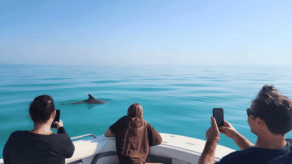 Key West: Delfin- & Schnorcheltour – kleine Gruppe