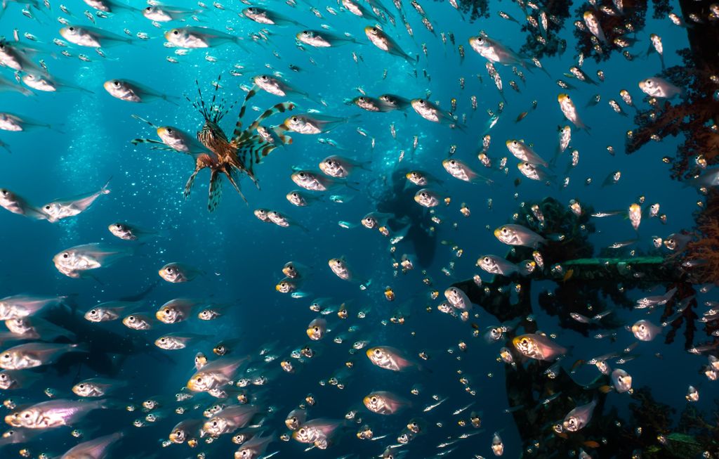 Open Water Diver Kurs + Advanced Open Water Diver Kurs