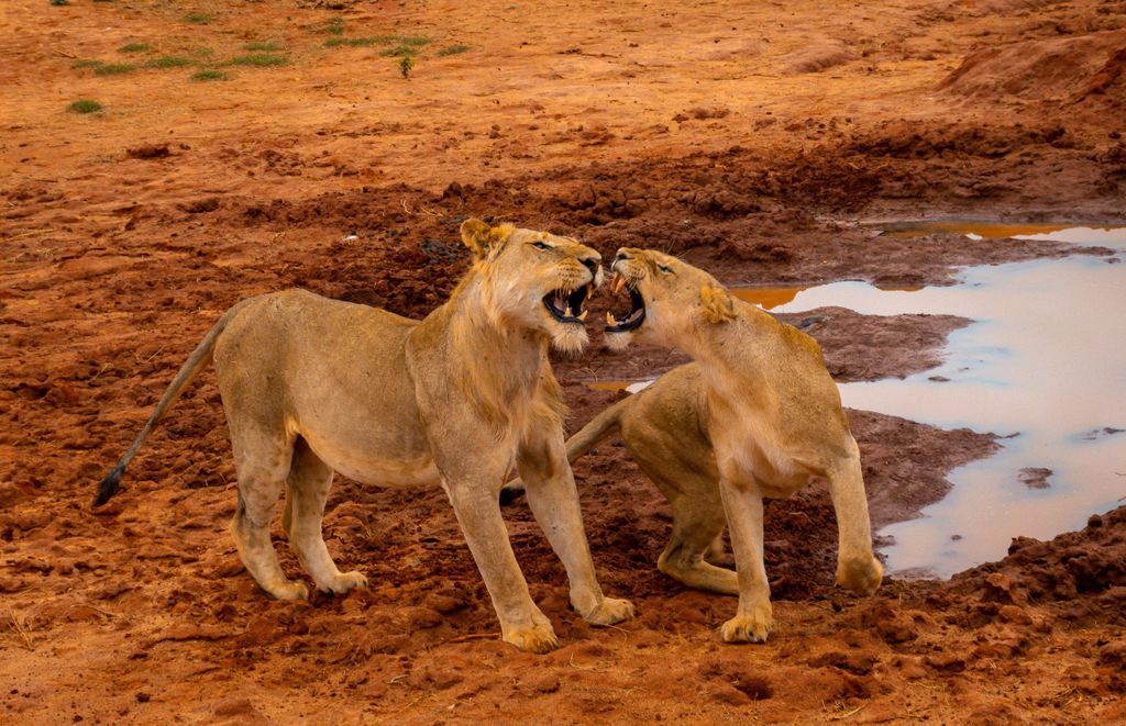 Von Mombasa/Mtwapa/Diani/Tiwi: Tsavo Ost Ganztagessafari