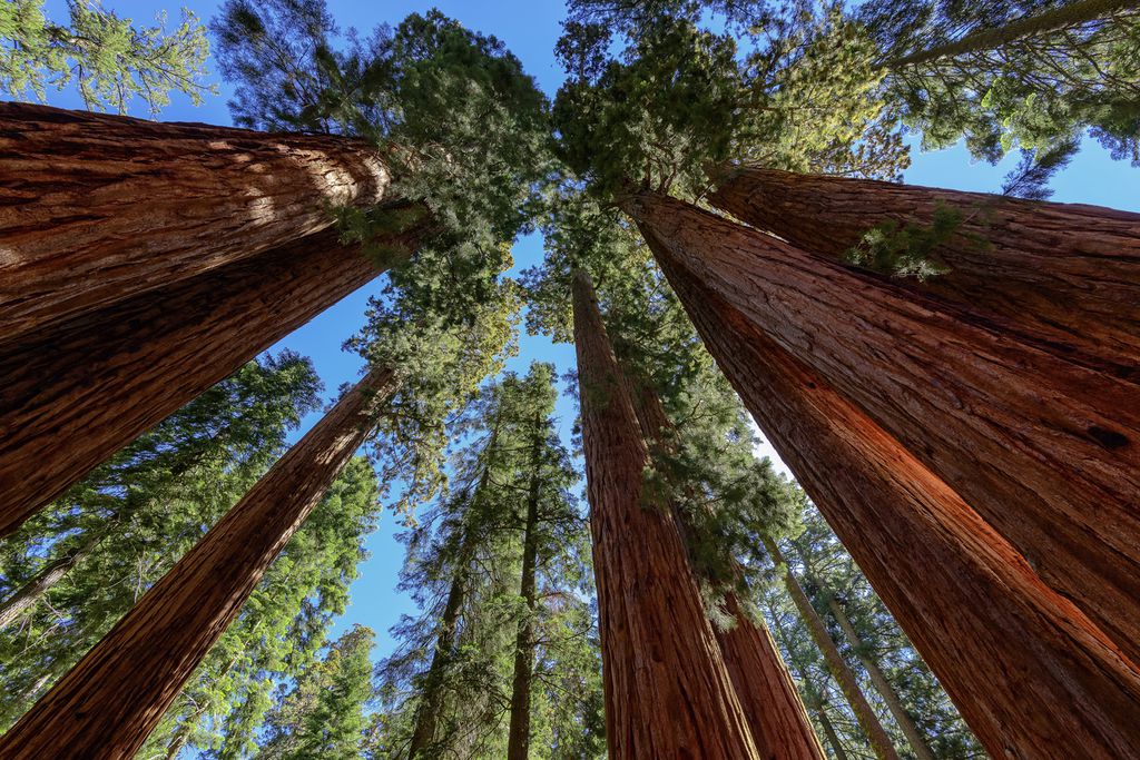 Baumriesen im Sequoia National Park