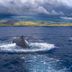Buckelwale vor Hawaii