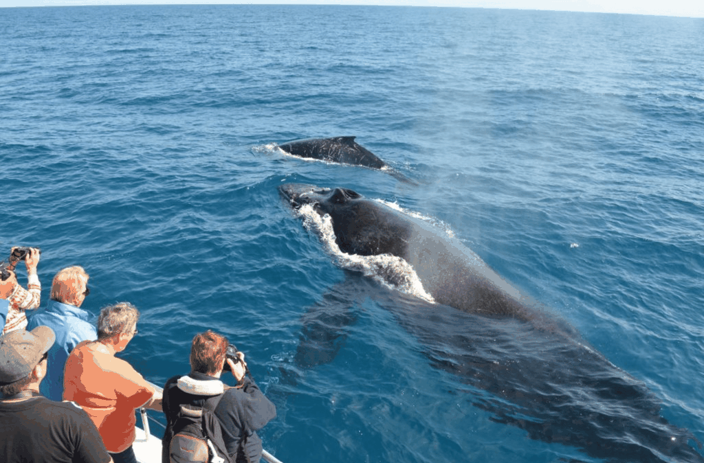 Samana: Ganztagestour zum Whale-Watching und Cayo Levantado