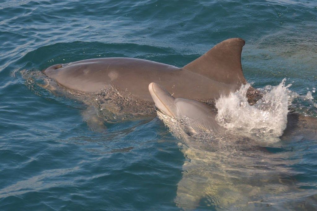 Westküste: Schwimmen und Schnorcheln mit Delfinen auf einer Schnellboot-Tour