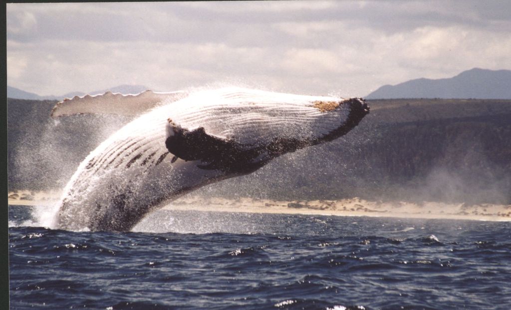 Plettenberg Bay: Whale-Watching-Bootsfahrt