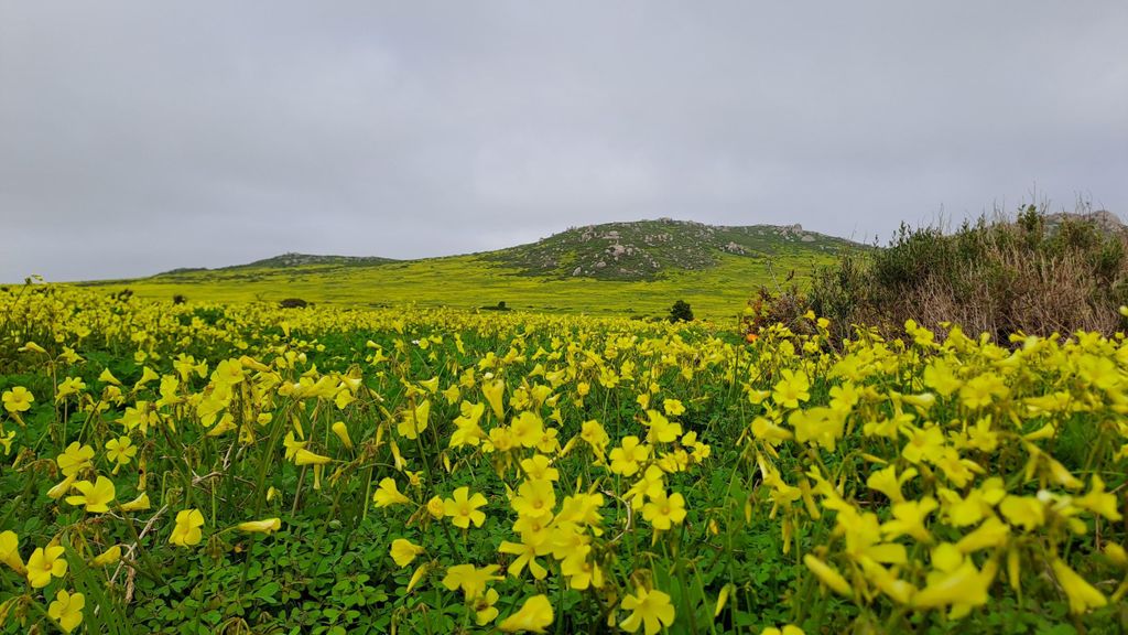 Kapstadt: Westküsten-Frühlingstour 2025