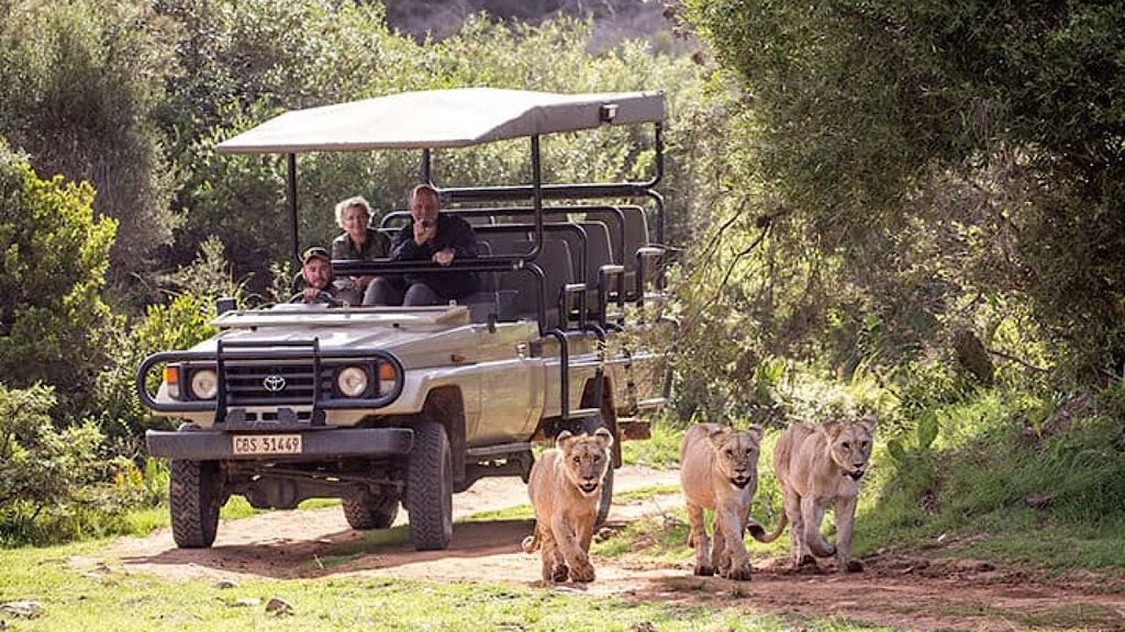 2 Tage Kleingruppentour Kapstadt: Garden Route Big 5 Safari Tour
