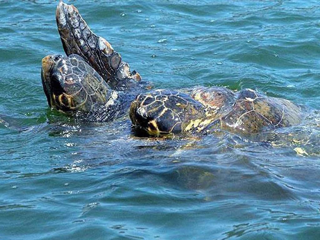 Seite: Manavgat Boot, Basar, & Wasserfall Tagestour mit Mittagessen