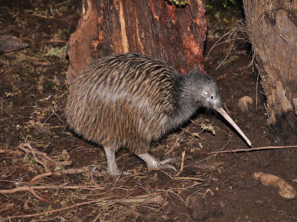 Hokitika: Das National Kiwi Centre Tickets