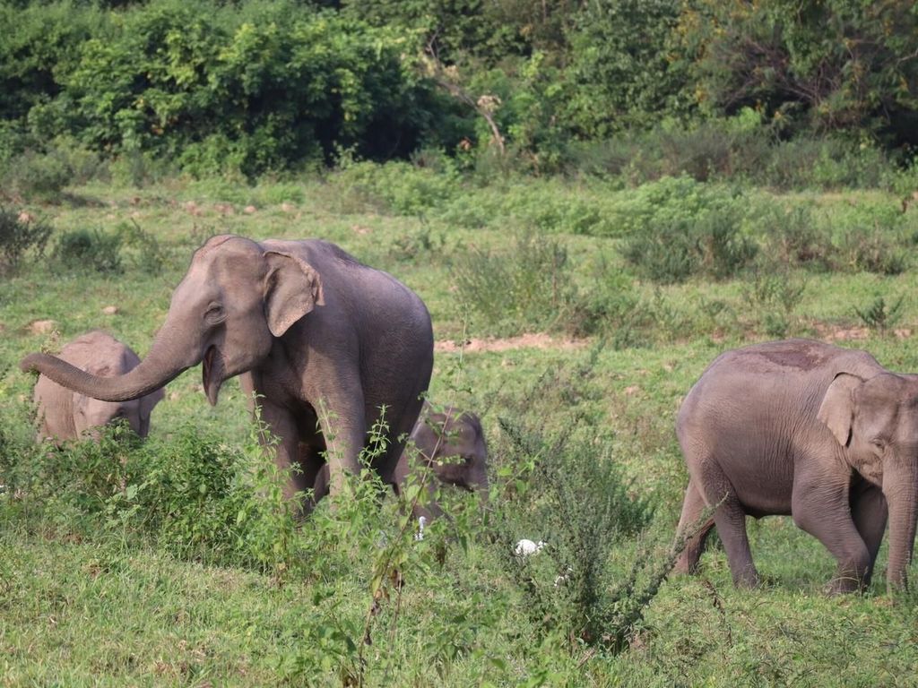 Cincinnati: Eintrittskarte für den Zoo