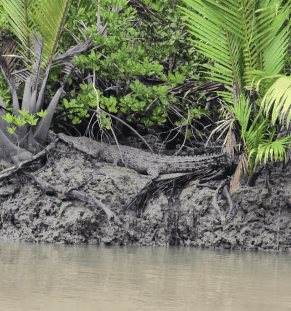 Kuching: Mangroven, Wildtiere und Glühwürmchen