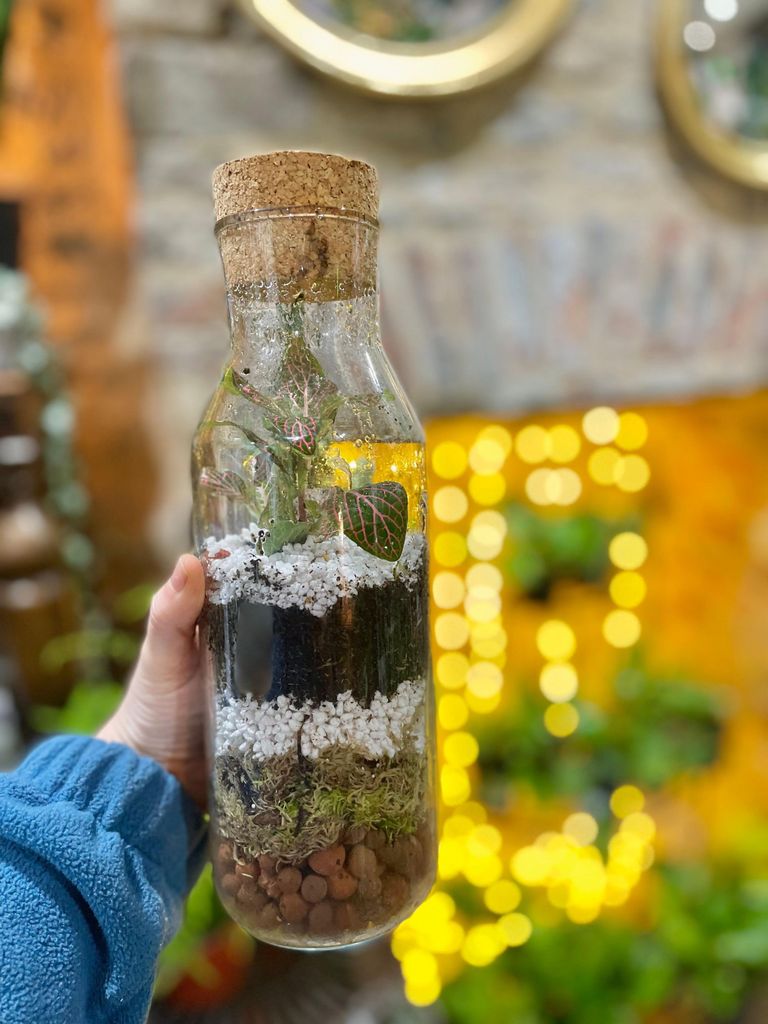 Mach dein eigenes Terrarium im Zimmerpflanzenparadies