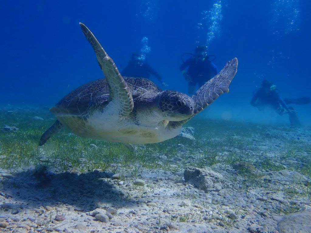 Protaras: Kap Grecko Einzeltauchgang für qualifizierte Taucher