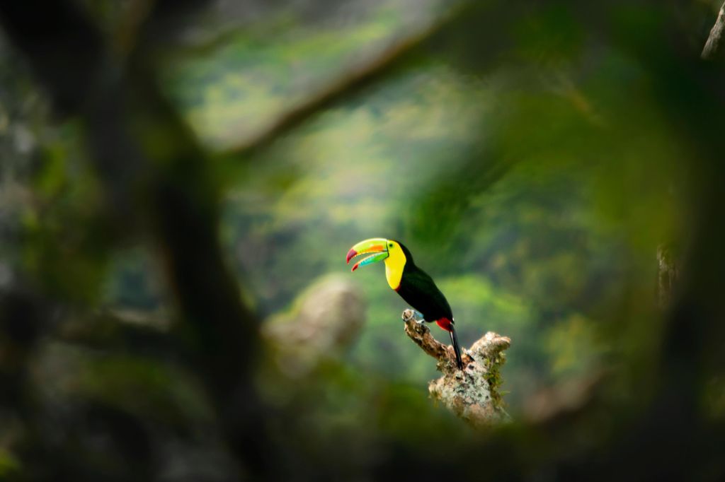 Monteverde Nebelwald: Curicancha Reserve Natur Tour