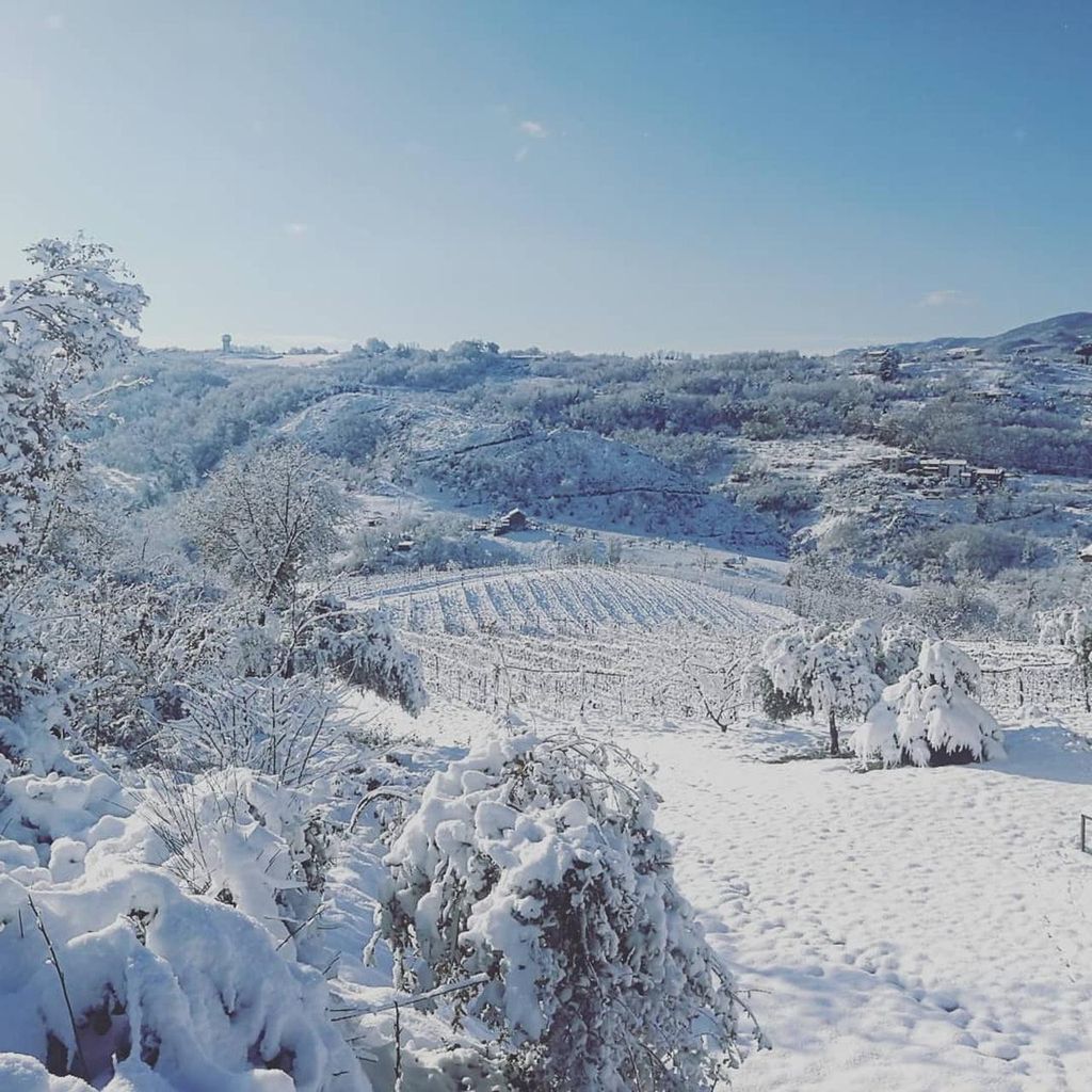 Cosenza: Weinberg-Tour mit Weinprobe