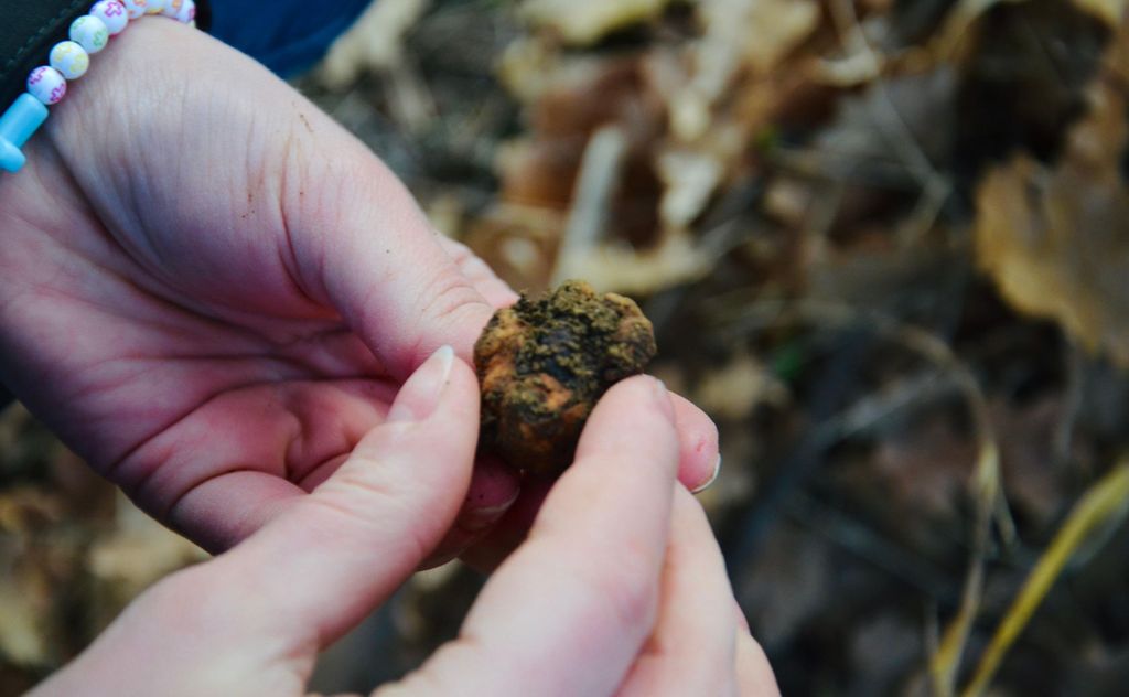 Castellina in Chianti: Trüffelsuche, Weinverkostung und Mittagessen