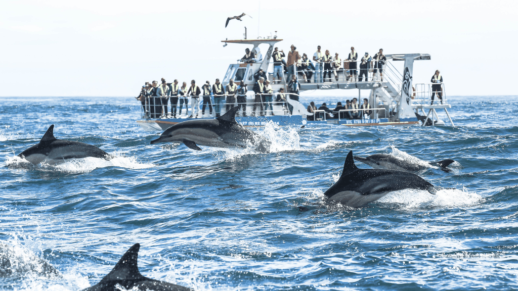 Hermanus Whale Watching and Winelands Private Ganztagestour