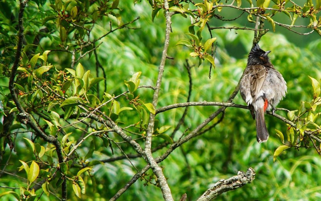 Kathmandu: Phulchowki Vogelbeobachtungstour mit erfahrenem Guide