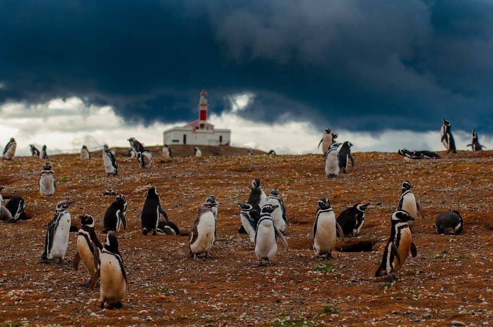 Magdalena Island Penguin Tour mit dem Boot ab Punta Arenas