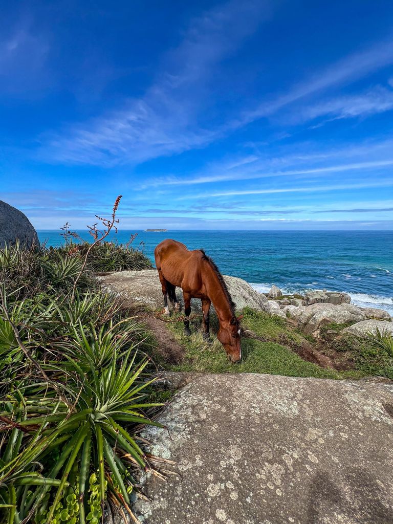 Florianópolis: Gravata-Strandpfad mit ortskundigem Guide