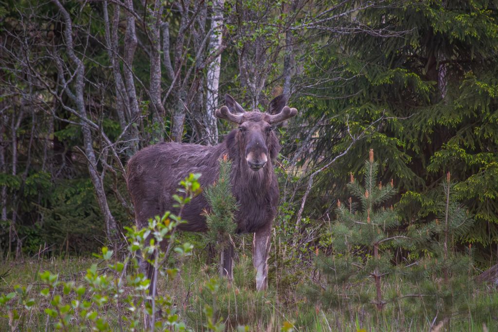 Elch- & Wildtiersafari mit Abendessen am Lagerfeuer ab Helsinki