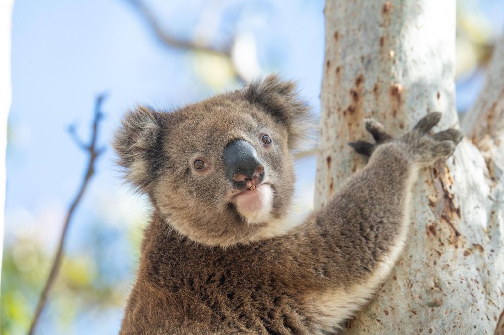 Port Lincoln Mikkira Station Wild Koala Safari Tour