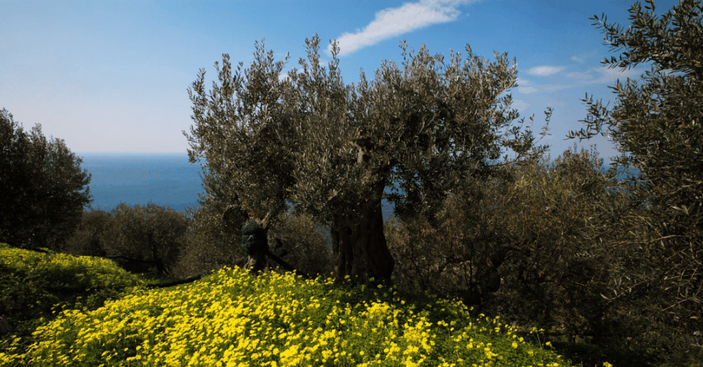 Massa Lubrense: Bio-Olivenöl-Verkostung mit einem Agronomen
