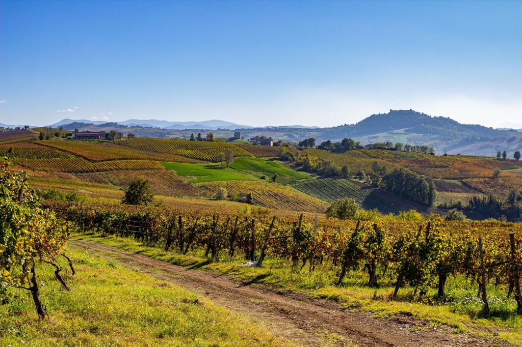 Pavia: zwischen Weinbergen und Schlössern: Verkostung und authentisches Mittagessen in Oltrepò