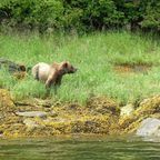 Grizzly im Khutzeymateen-Bärenschutzgebiet