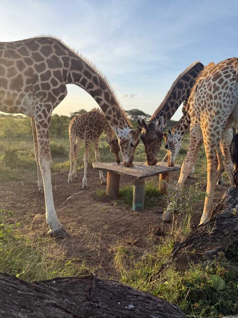 Mombasa: Kultur- und Wildtiererlebnis