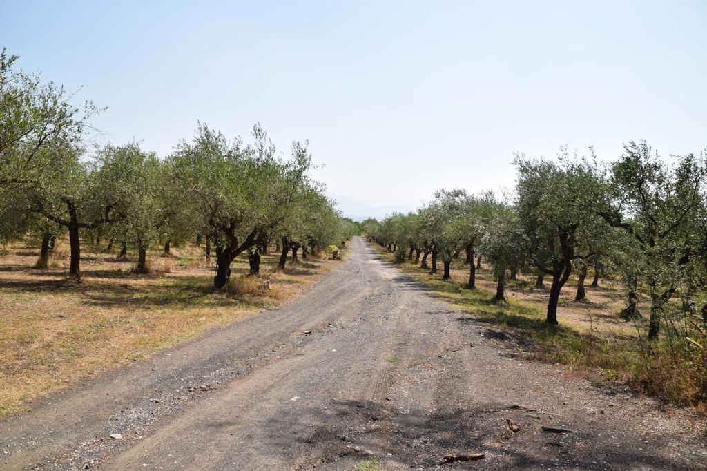 Caserta: Tour mit Verkostung von Büffelmozzarella