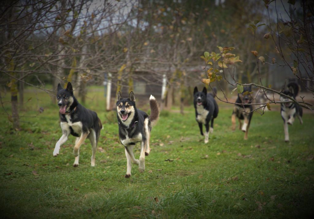 BESUCH EINER SCHLITTENHUNDEZÜCHTEREI IN TARTU, ESTLAND