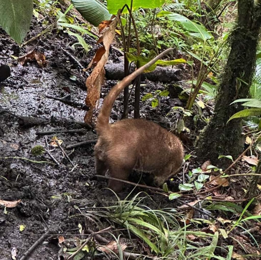 Sansibar: Blaues Safari-Erlebnis – Schnorcheln & Mittagessen