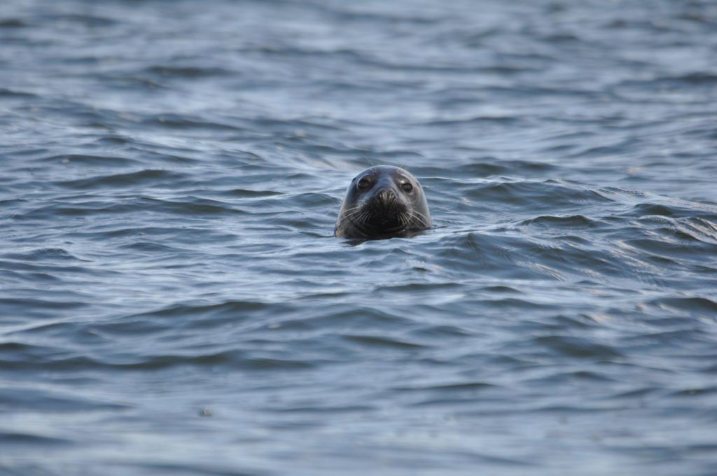 Baabe auf Rügen: Robben-Spotting-Kreuzfahrt auf der Ostsee