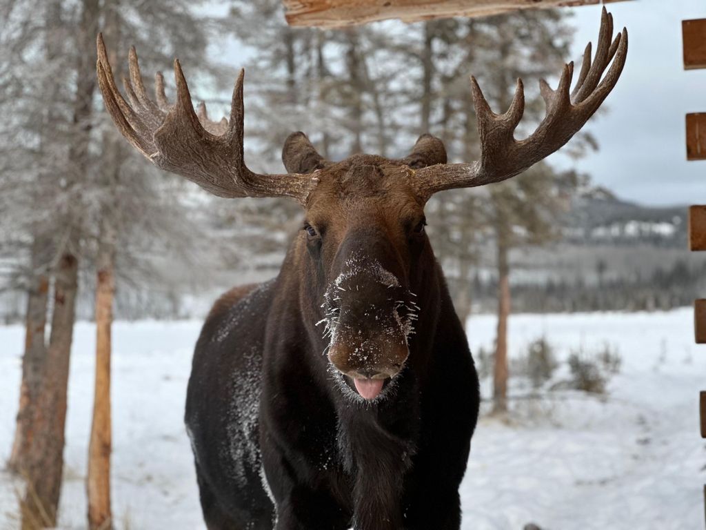 Yukon Wildlife & Nordic Hot Springs Erlebnis
