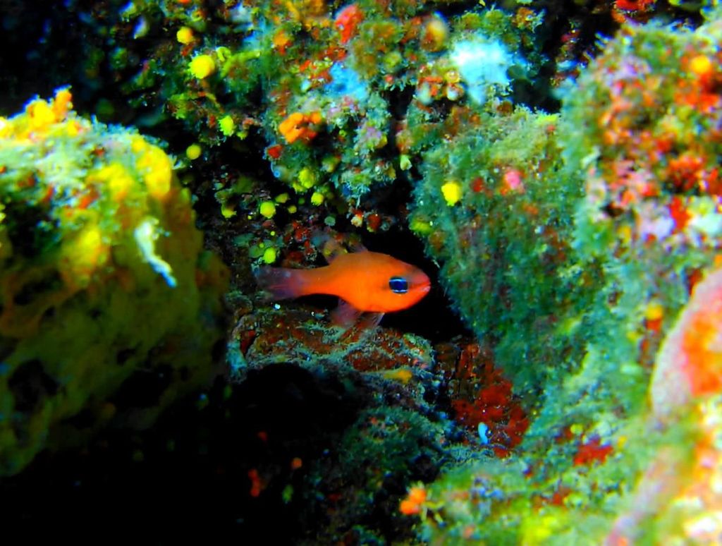Estérel: Tauchtauchgang in der Calanque Saint Barthélemy