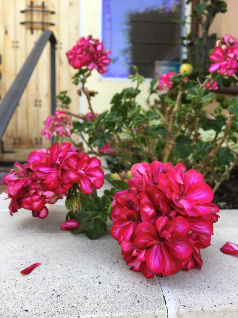 Entdecke die versteckten Treppen und Canyon-Pfade von Santa Monica
