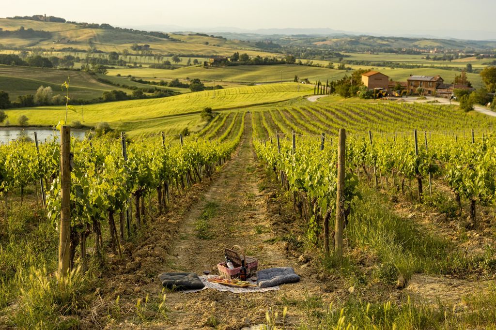 Montalcino: Picknick im Weinberg mit Rosso di Montalcino Wein