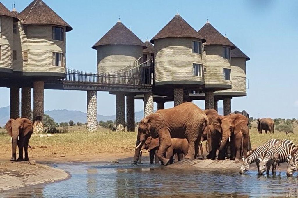 PRIVATE SALTLICK-SAFARI MIT ÜBERNACHTUNG AB MOMBASA ODER DIANI