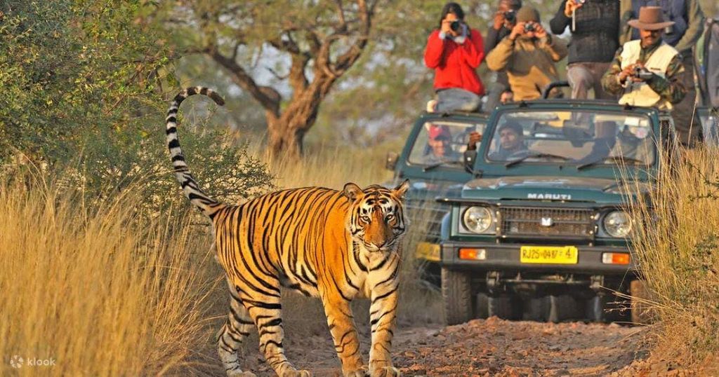 Von Jaipur: Ranthambore Nationalpark Tagestour mit Safari