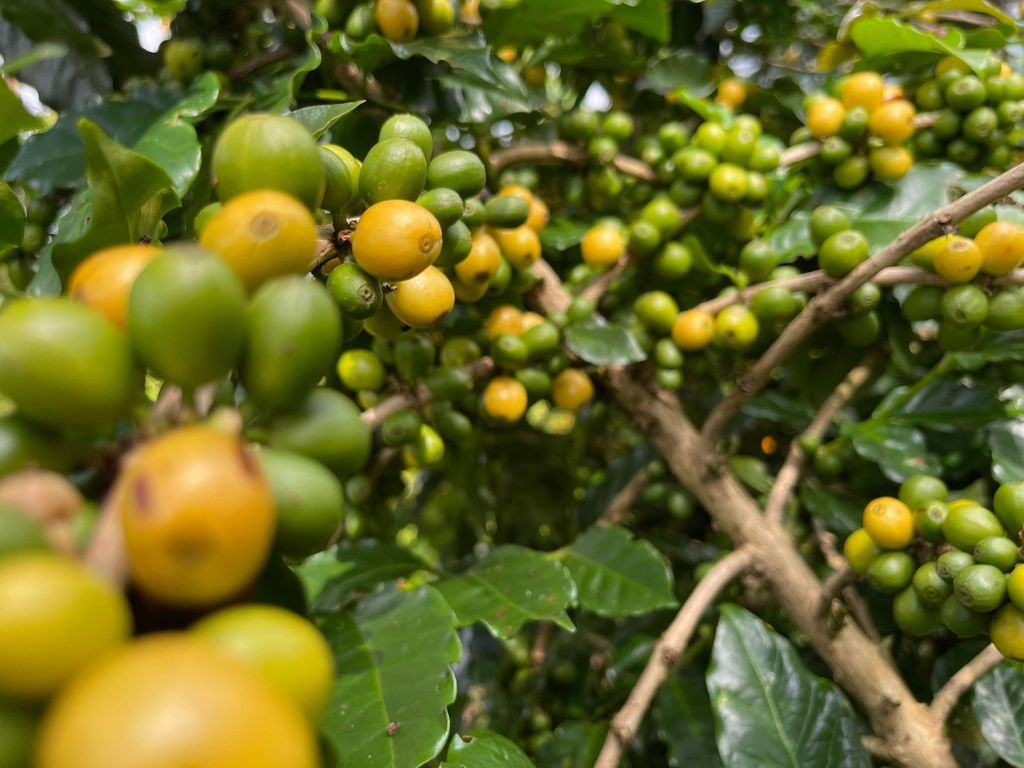 Buon Ma Thuot: Kaffeefarm-Tour (von der Bohne bis zum Kaffee) mit Abholung