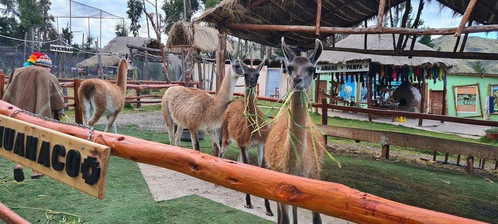 Cusco: Alpaka- und Lama-Farm-Tour mit Transfer und Webdemo