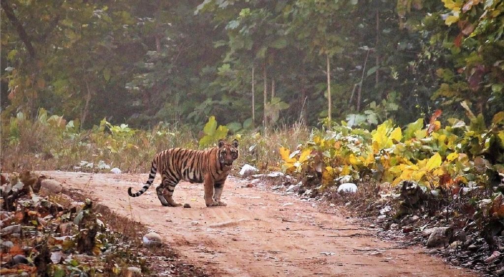 2-tägige Tour zum Jim Corbett Nationalpark ab Delhi